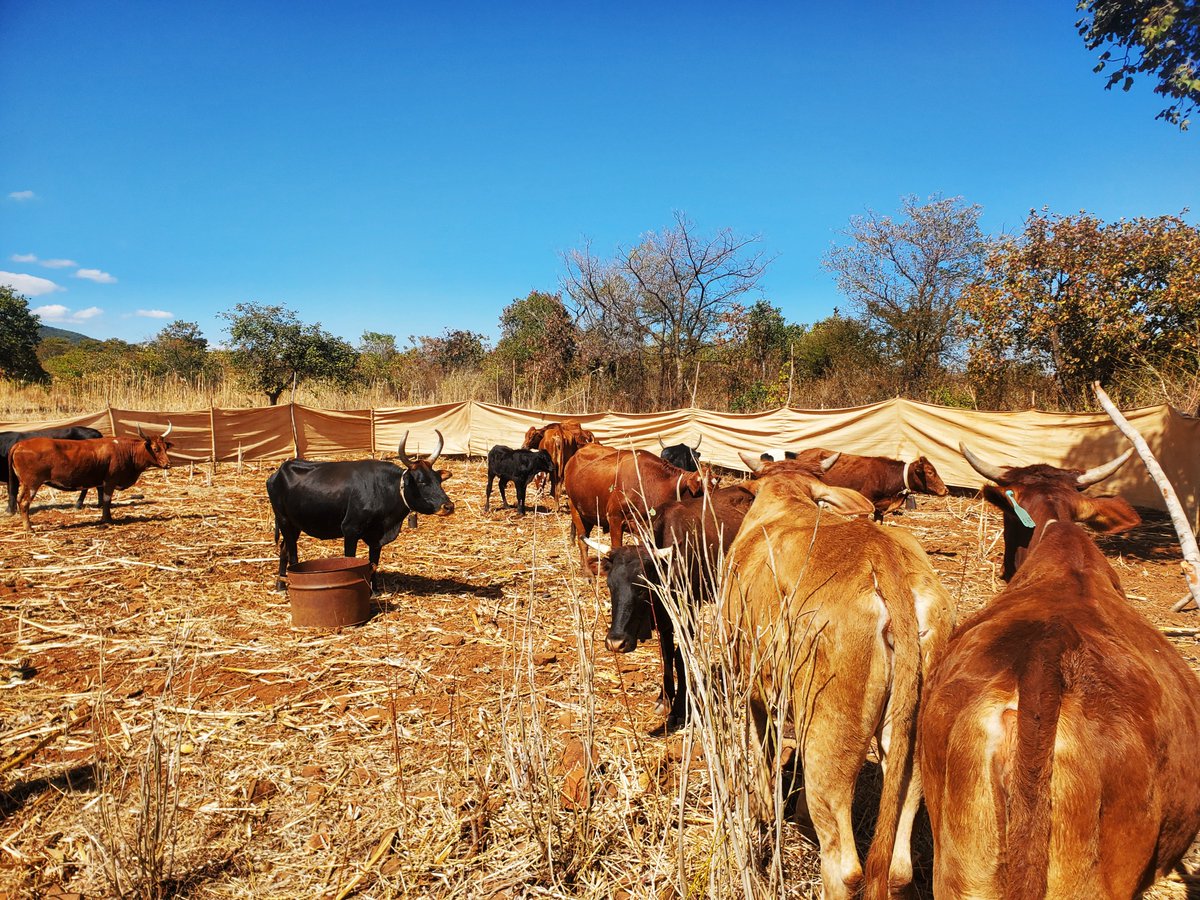 TSURO Trust tweet media