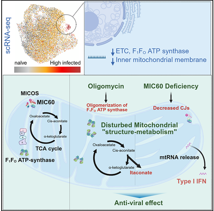 Dylan Ryan (@ryanlab_mbu) on Twitter photo 📢Last weeks #immunometabolism discoveries <a href="/Bims_BiomedNews/">Bims: Biomed News</a> ⬇️⬇️⬇️
biomed.news/bims-imicid/20…
Highlights:
Controlling mitochondrial membrane architecture via MIC60 determines viral replication to promote anti-viral immunity (1/n)
cell.com/cell-reports/f… 📢Last weeks #immunometabolism discoveries <a href="/Bims_BiomedNews/">Bims: Biomed News</a> ⬇️⬇️⬇️
biomed.news/bims-imicid/20…
Highlights:
Controlling mitochondrial membrane architecture via MIC60 determines viral replication to promote anti-viral immunity (1/n)
cell.com/cell-reports/f…