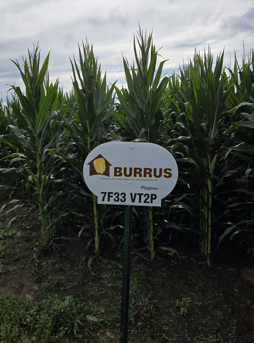 toddburrus2's tweet image. Burrus 7F33 VT2P best performance at moderate populations. Adapts well to variable soil types and conditions.
#Thinkburrus