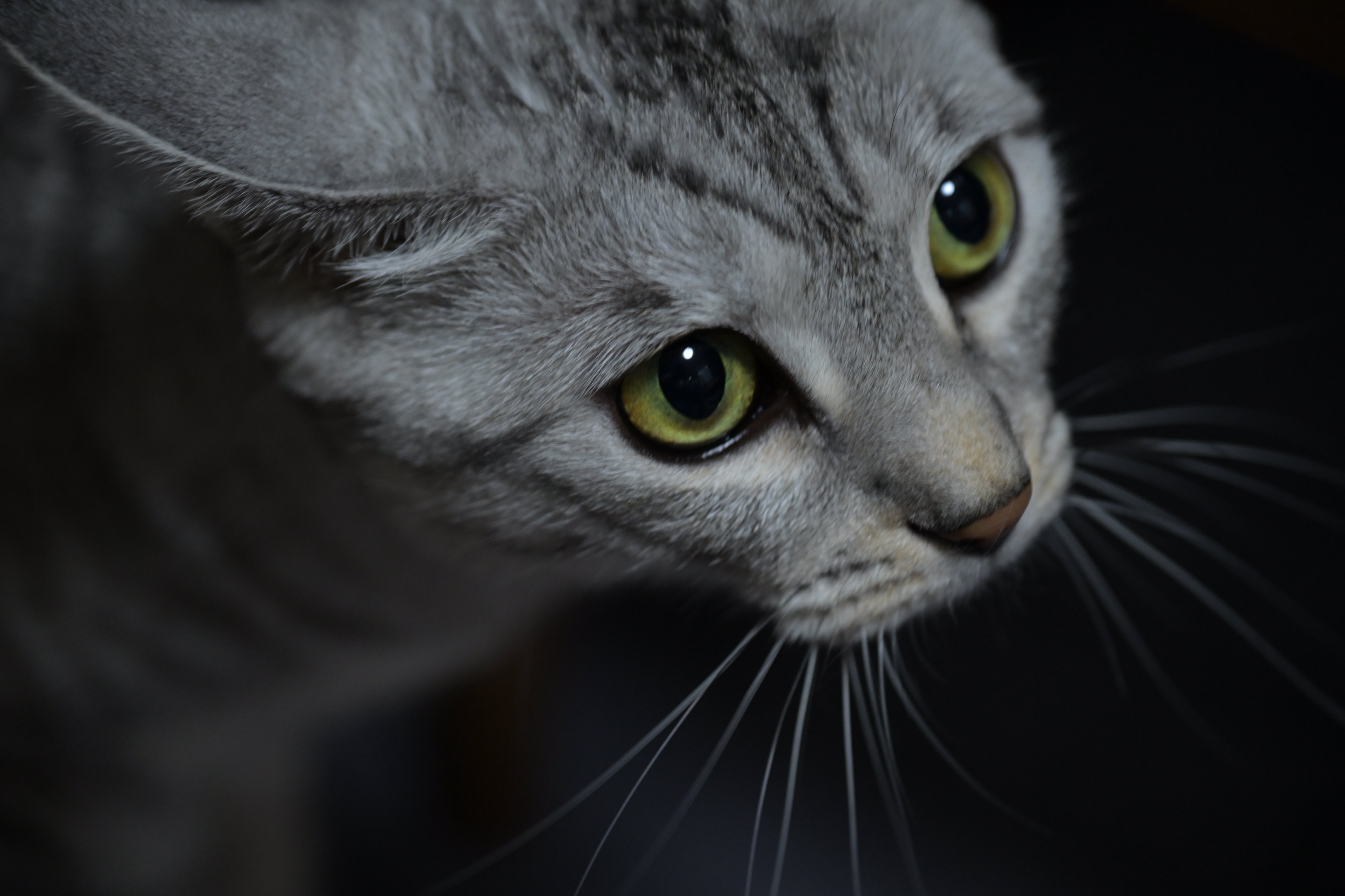 ねこ 🐈‍⬛櫻🐕‍🦺🐾 on X: 