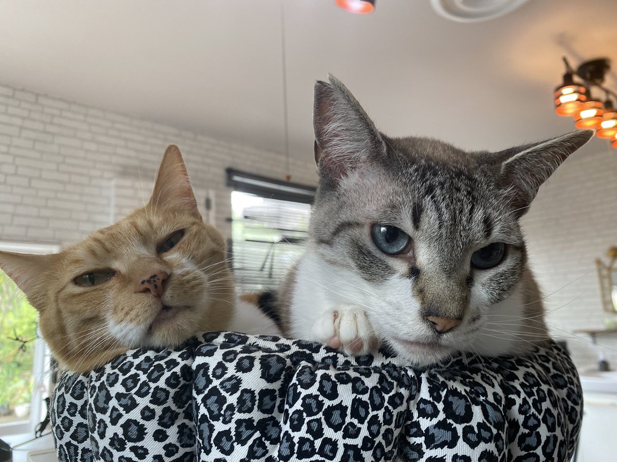 nekohige22's tweet image. 今日も仲良く毛繕い✨
