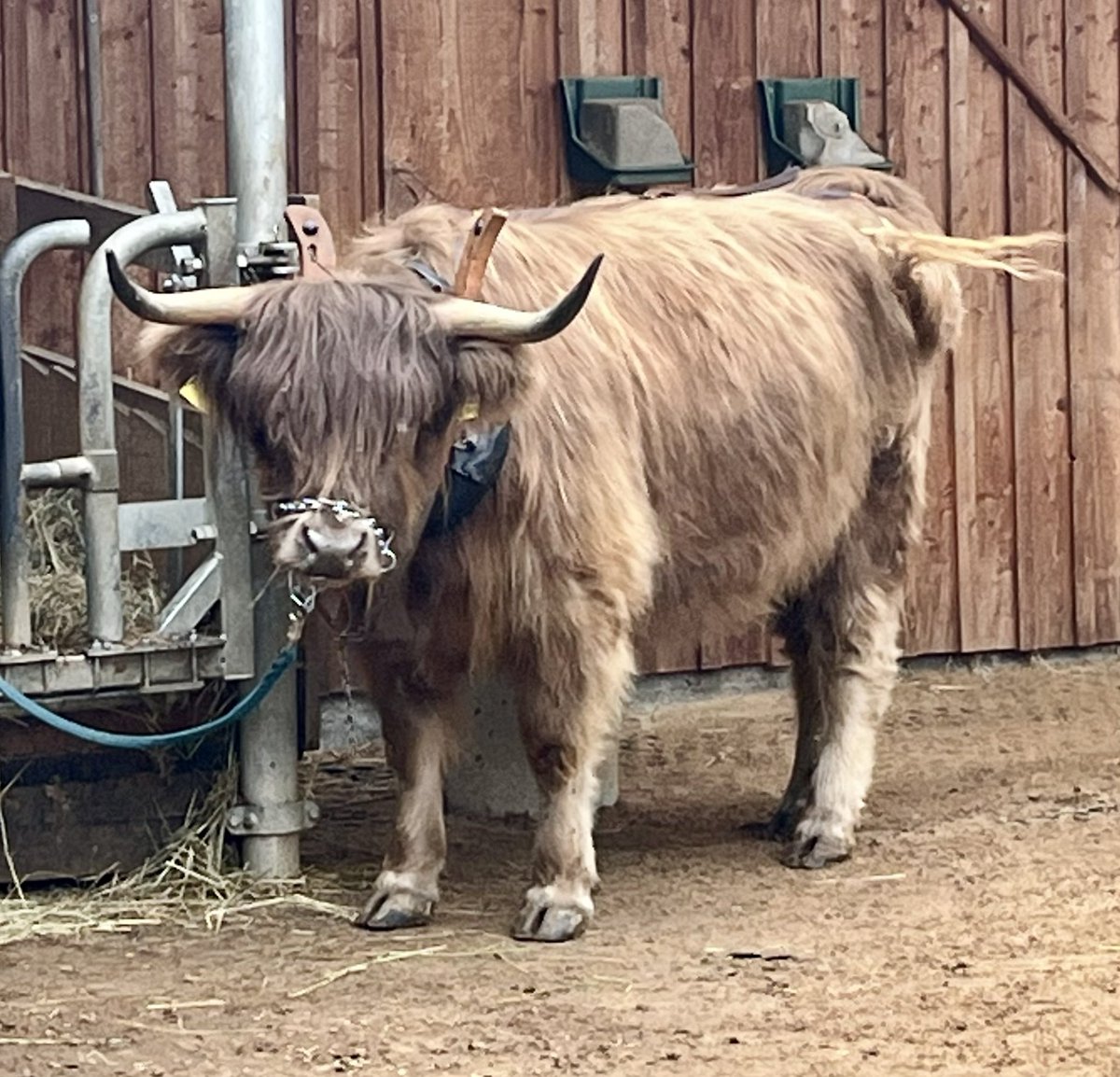 Unsere Gassirunde haben wir im Wildpark Bad Mergentheim gemacht. Da dürfen Hunde mit rein und Ally war ganz interessiert an den Wölfen. 😁
Jetzt machen wir Mittagspause und dann fahren wir zum Knoblauchhof (nächste Übernachtung).
#reisenmitrudi