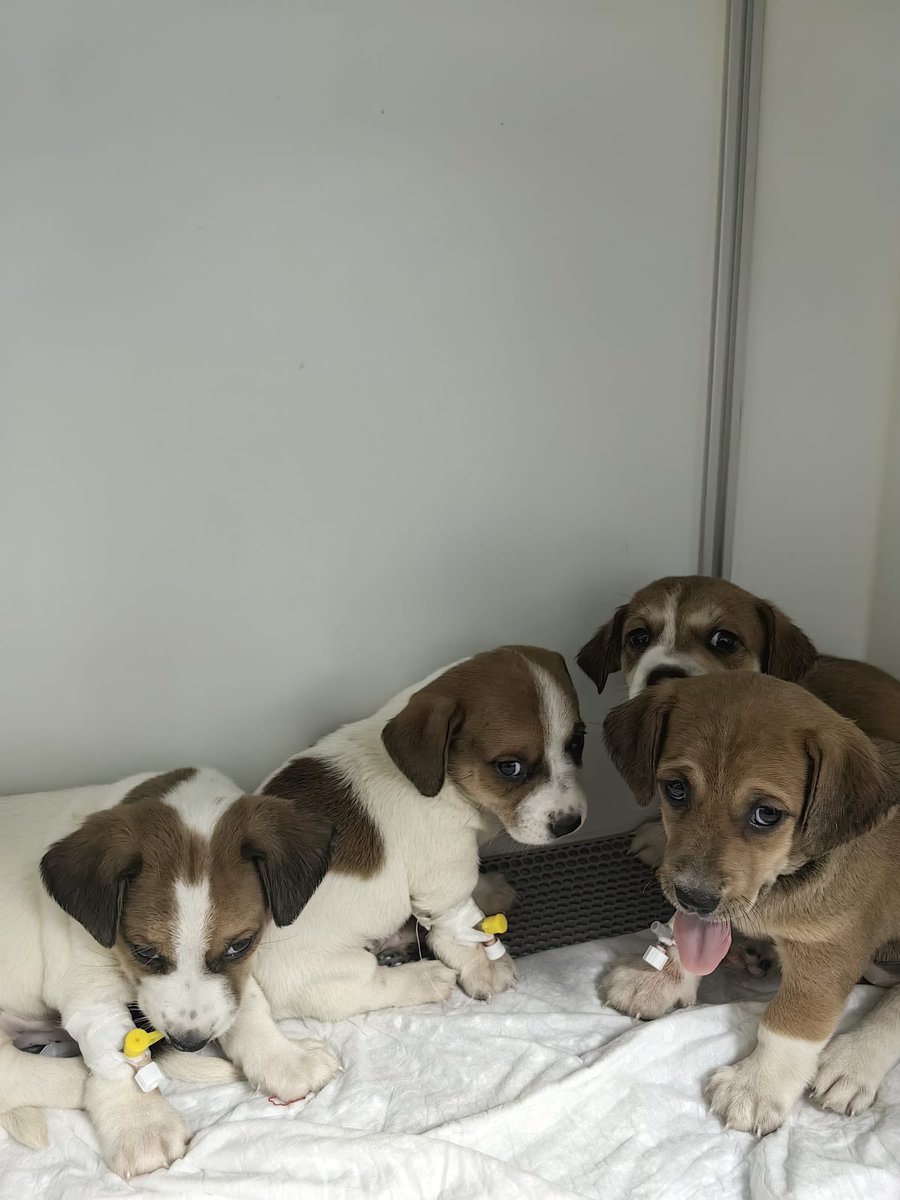 Tipinize kurban olurum ya lütfen az çok demeden destek olun bu 4 yavrunun tedavisi günlük 10bin tl. Kimse tek başına kalkamaz bunun altından lütfen az da olsa bi destek atın, destek olamıyorsanız ilanı paylaşın lütfennn