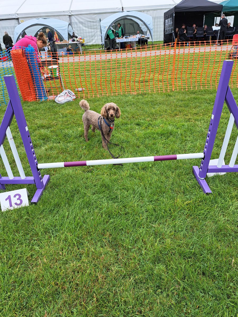 yorkshirejune's tweet image. This Sunday @HearingDogs ambassador Pasha will be accompanying me on the annual #Keepyourpet walk on York Knavesmire It all starts at 10am . Lots of great stalls where last year I bought some unusual doggy Xmas presents plus Pasha&apos;s favourite the dog agility course
@joncowap
