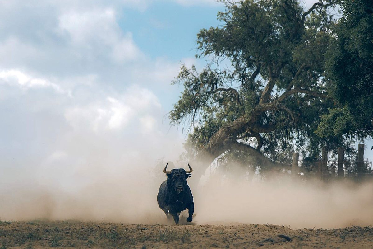 El Rey de la dehesa es el Bravo.