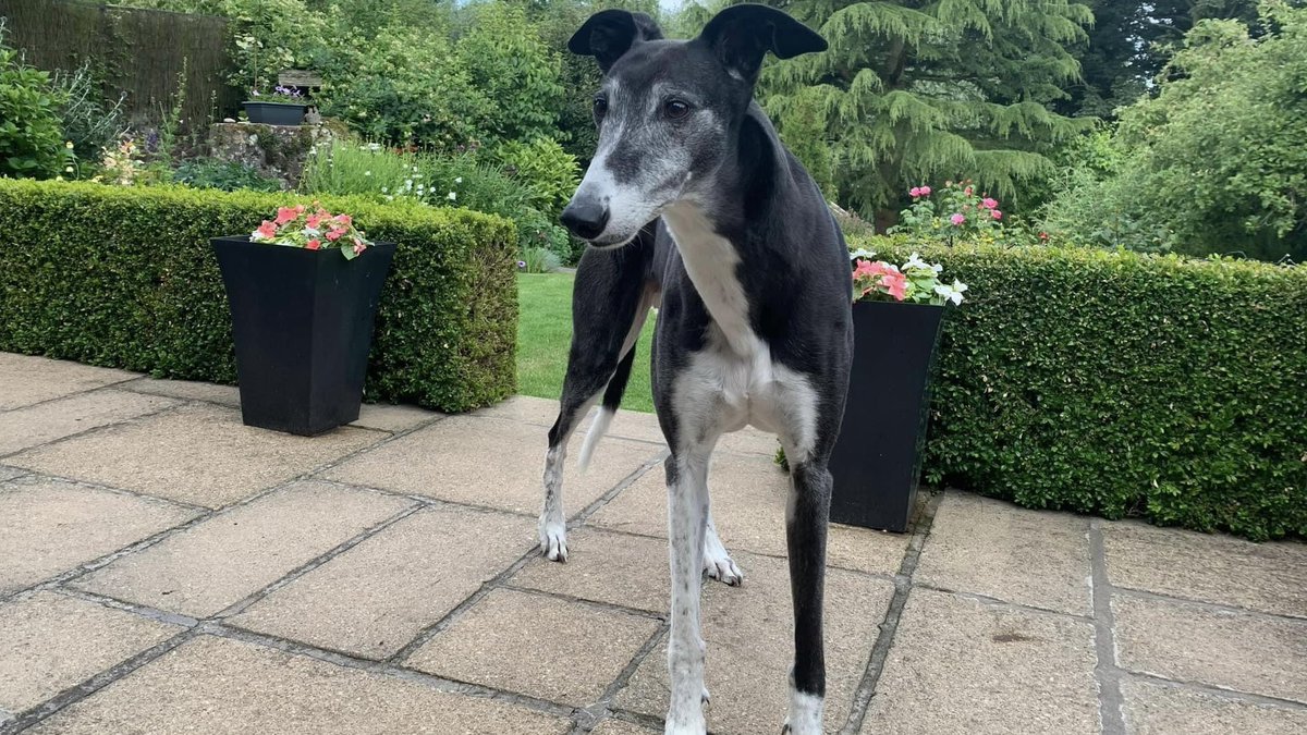 Harris Hound 🌈 SayNoToGreyhoundRacingInScotland (@jura_harris) on Twitter photo 🔵🔵🏴Scotland needs you! 🏴🔵🔵
I promised Harris we would get #BanGreyhoundRacing done in #Scotland and so we need you to write to <a href="/scotgov/">Scottish Government</a> 🙏🏻 You can sign from anywhere in the world!
🏴✍🏻 secure.onekind.org/page/165235/ac…
🌏✍🏻 secure.onekind.org/page/166450/ac…
Thank you!💙🐾 🔵🔵🏴Scotland needs you! 🏴🔵🔵
I promised Harris we would get #BanGreyhoundRacing done in #Scotland and so we need you to write to <a href="/scotgov/">Scottish Government</a> 🙏🏻 You can sign from anywhere in the world!
🏴✍🏻 secure.onekind.org/page/165235/ac…
🌏✍🏻 secure.onekind.org/page/166450/ac…
Thank you!💙🐾