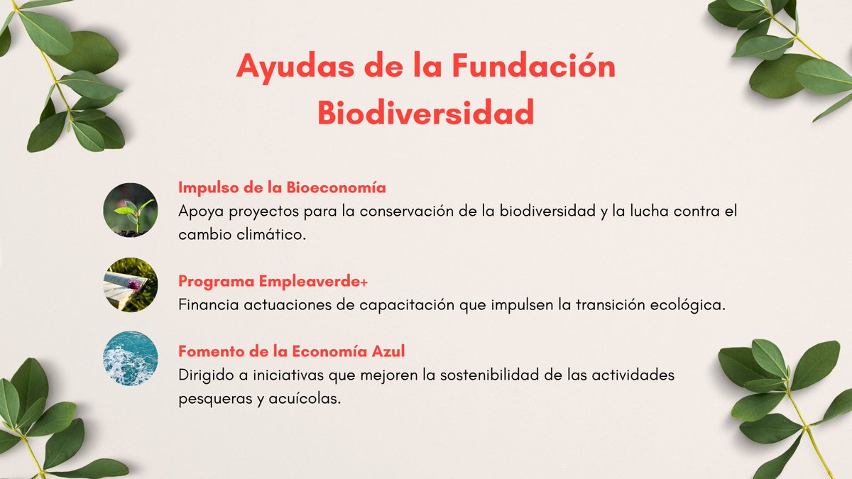 Vitartis's tweet image. 📢 ¡Últimos días para solicitar las ayudas de la Fundación Biodiversidad!
Tienes hasta finales de julio para optar a estas líneas de apoyo enfocadas en #sostenibilidad y empleo verde 🌿
Consulta todos los detalles y requisitos aquí👉 vitartis.es/area-privada-a…