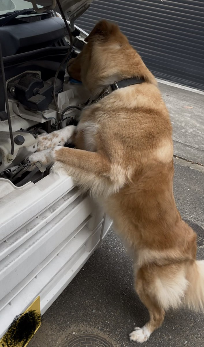 アロさん、車犬（車検）でもしてる？