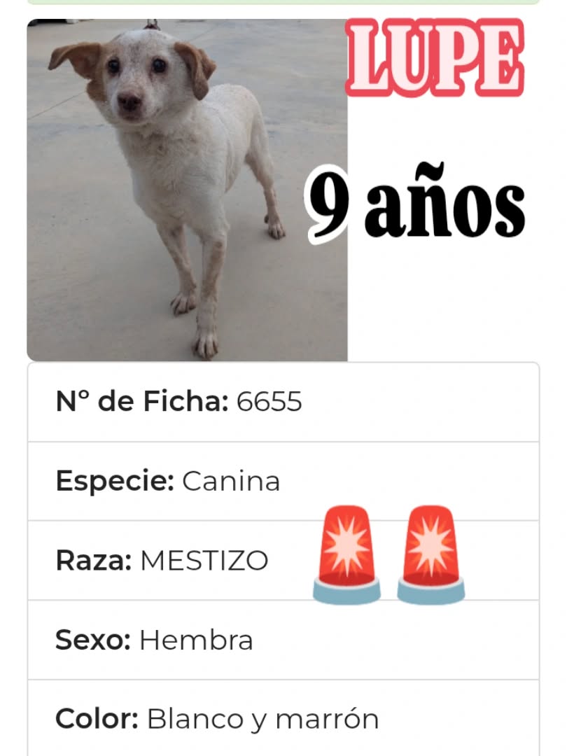 #Zaragoza
#LUPE tiene 9 años. Esta abuelita está en la perrera de 𝐋𝐚 𝐂𝐚𝐫𝐭𝐮𝐣𝐚 y no entiende nada...

Necesitamos CASAS de ACOGIDA, para poder seguir adelante...!!!

 Sin acogidas, el futuro de estos perritos con cierta edad es complicado.

Si quieres puedes ayudarnos....