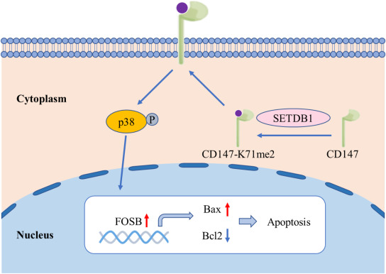 GenesNDiseases's tweet image. ion of CD147 at lysine 71 (CD147-K71me2), promoting tumor cell #apoptosis by upregulating FOSB expression and thereby inhibiting non-small cell lung cancer (#NSCLC) progression. #MetabolicReprogramming #ImmuneEvasion
#OpenAccess: sciencedirect.com/science/articl…