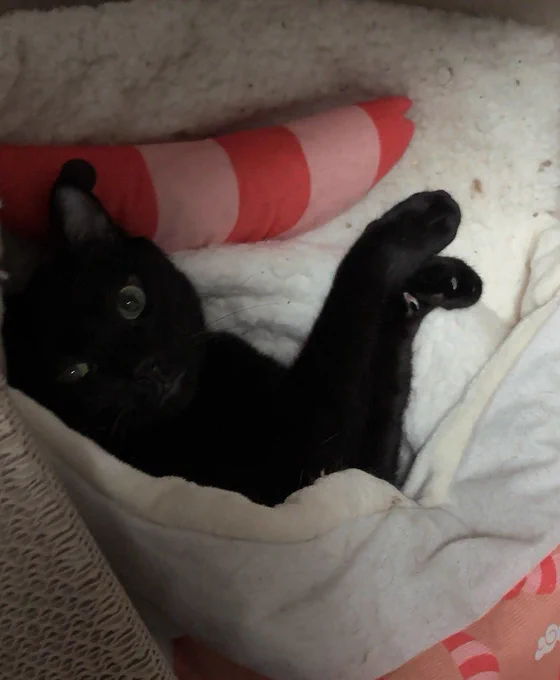 昨日の夜の猫
