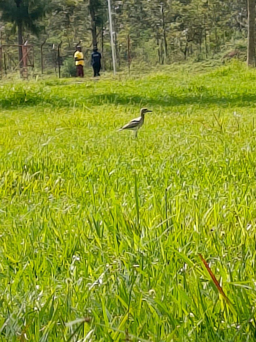 Eve wa Mazingira (@everlyneat36172) on Twitter photo Attended the Great Lakes University Environmental Club inauguration Together with other Partners and later visited Mary Okelo Conservancy where rich birdlife reminded us why protecting biodiversity matters.
<a href="/AfricanCranes/">EWT-ACCP</a>
<a href="/kewi_kewi/">kenya water institute</a>
<a href="/glukenviro16175/">gluk environmentalists</a>
<a href="/k_iuesa/">Environmental Students Association🇰🇪</a> Attended the Great Lakes University Environmental Club inauguration Together with other Partners and later visited Mary Okelo Conservancy where rich birdlife reminded us why protecting biodiversity matters.
<a href="/AfricanCranes/">EWT-ACCP</a>
<a href="/kewi_kewi/">kenya water institute</a>
<a href="/glukenviro16175/">gluk environmentalists</a>
<a href="/k_iuesa/">Environmental Students Association🇰🇪</a>