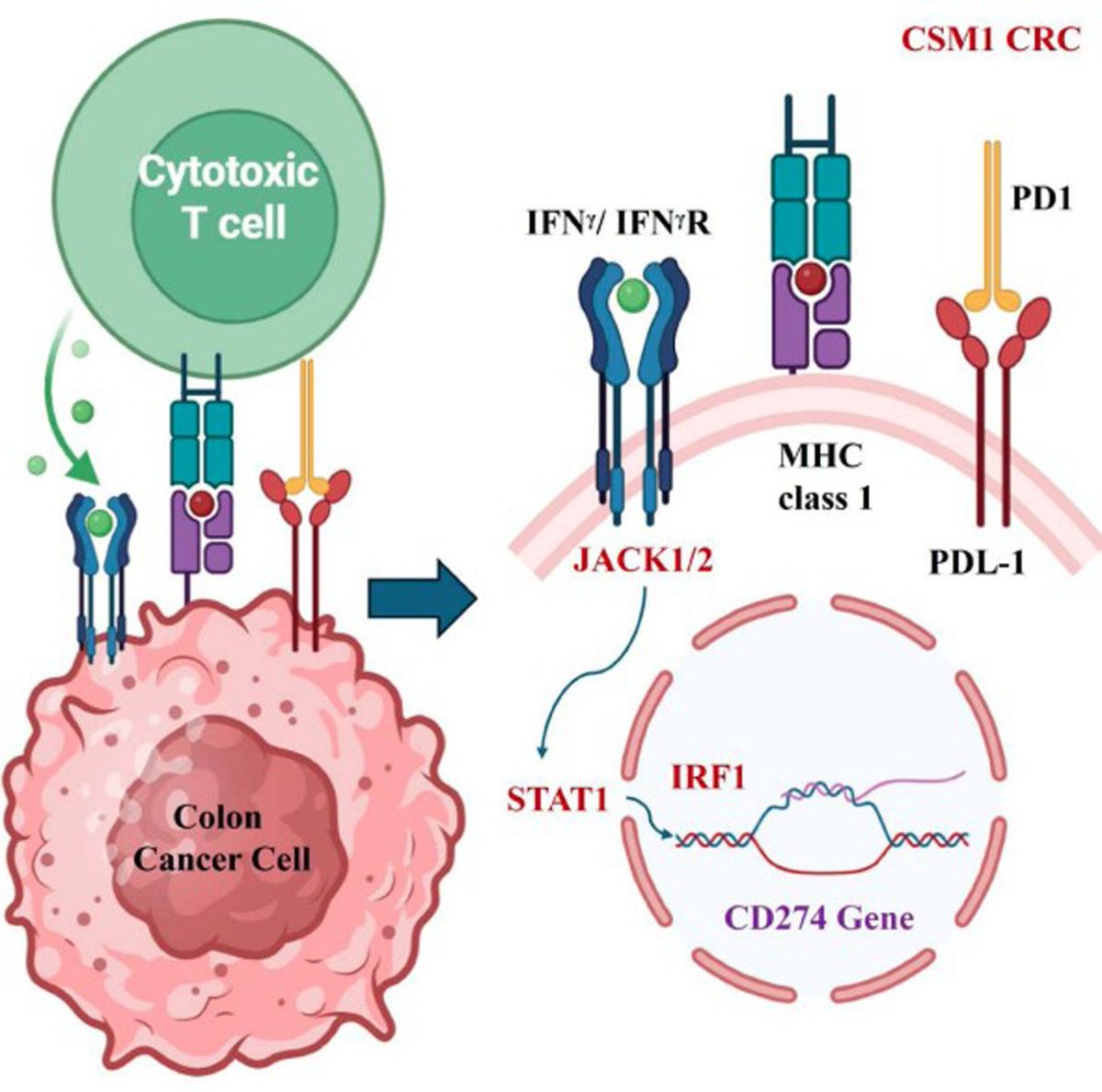MolOncology's tweet image. Multi-omic characterization of consensus molecular subtype 1 (CMS1) colorectal cancer with dampened immune response improves precision medicine
➡️ buff.ly/yKCCKjU
#CRCSM #PrecisionMedicine