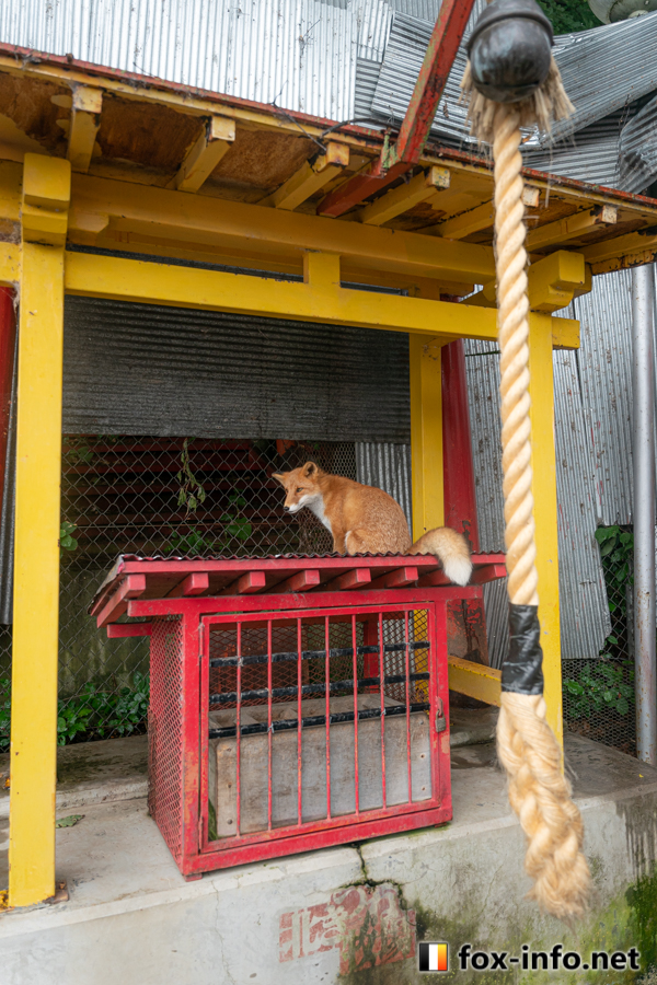 fox_info_net's tweet image. 神社狐
 #北きつね牧場 fox-info.net/fox-photo/arch…