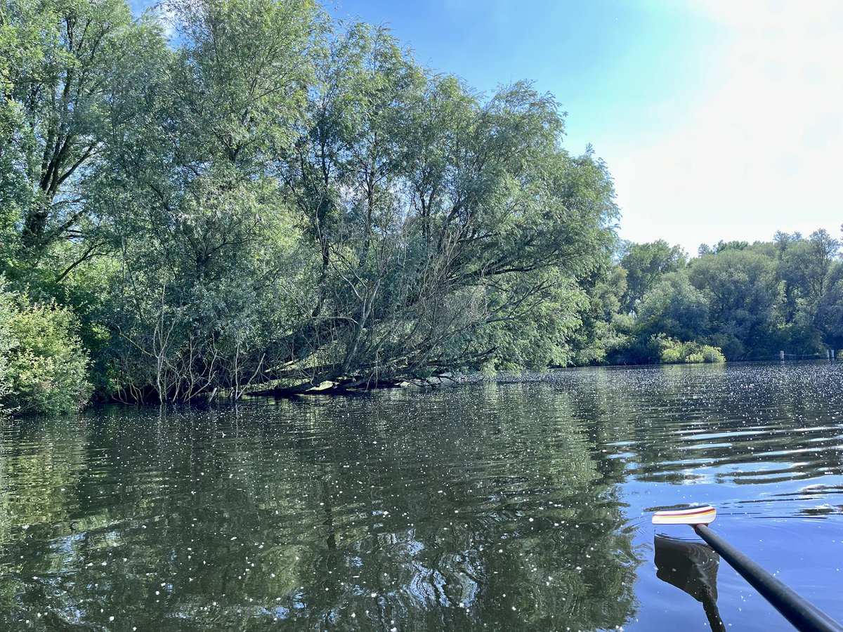 En 43 seconden Merlin Bird ID leverde acht fluitende vogels op😇
#roeien genieten