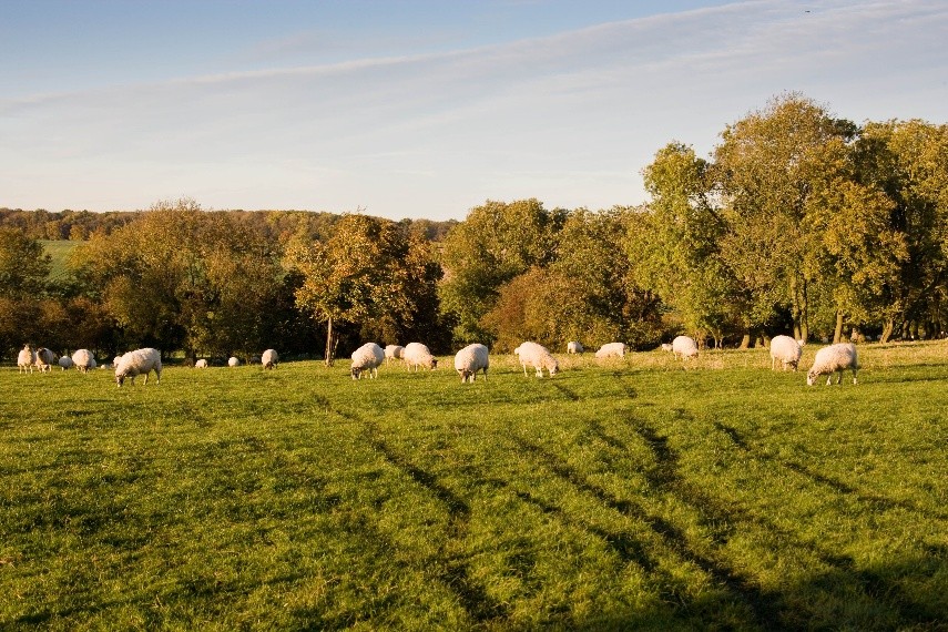 Ruminant Health & Welfare (@ruminanthw) on Twitter photo Louping ill poses a major challenge to the sheep industry. To tackle this, <a href="/MoredunComms/">The Moredun Foundation</a> are crowdfunding to support the commercialisation of a newly developed vaccine against the virus. Follow the link to donate: bit.ly/46rAf4p Louping ill poses a major challenge to the sheep industry. To tackle this, <a href="/MoredunComms/">The Moredun Foundation</a> are crowdfunding to support the commercialisation of a newly developed vaccine against the virus. Follow the link to donate: bit.ly/46rAf4p