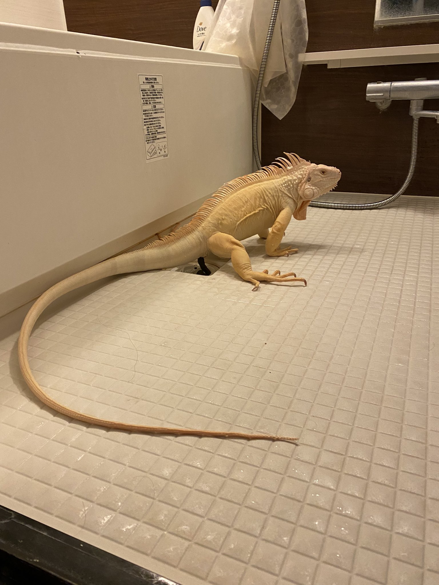 イグアナ - Search / X