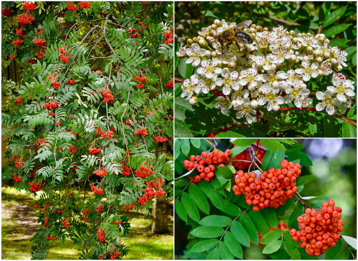 VenetiaJane's tweet image. In German lore rowan leaves are said to ease an aching back, and a yoke made of rowan wood will quieten a headstrong bull. In Scandinavia, a branch placed above the cowshed door wards off “flying dragons.” A churn carved from rowan brings butter swiftly to hand. #FolkloreThursday