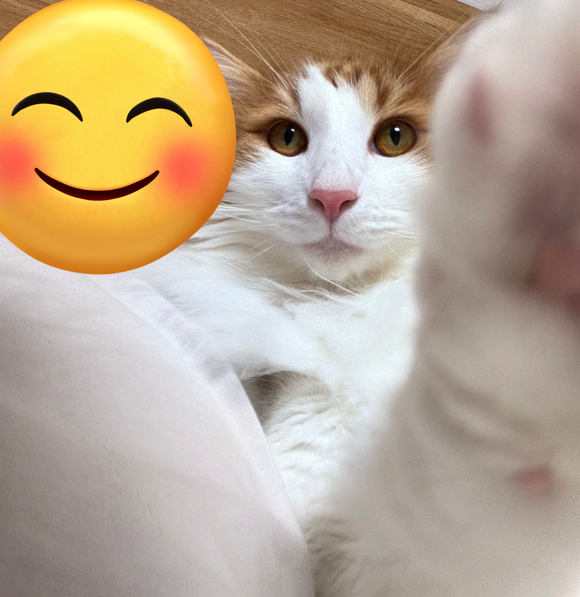 ねこ mqdefault.jpg