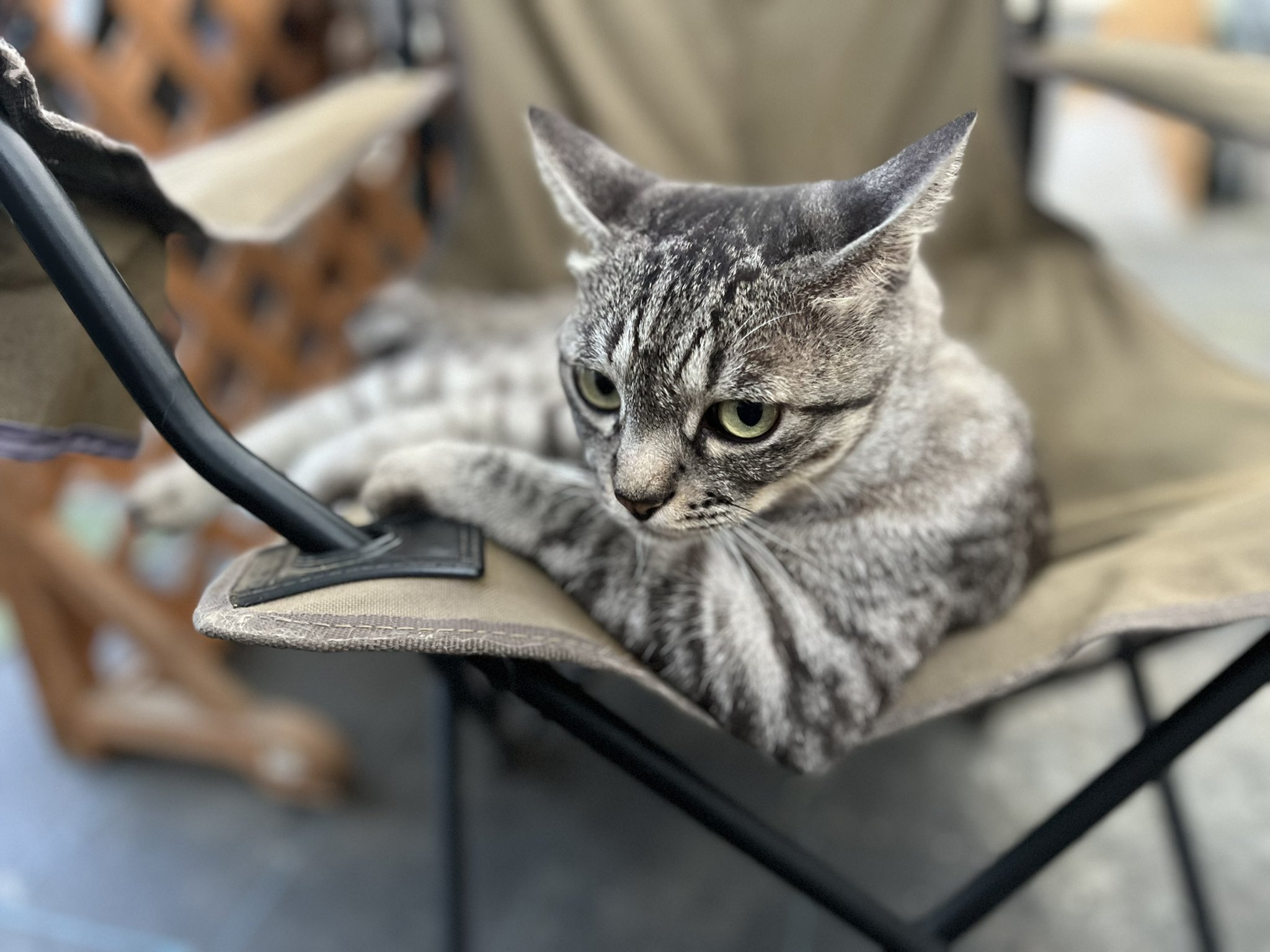 トラ猫ゴロー 某ゲー厶の猫(虎)ゴローが気になってずっと見ているママロ