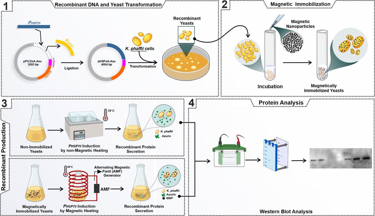 MicrobialBiote1's tweet image. Synthetic biology: A novel methanol-free system using the HSP70 promoter in K. phaffii enables safe, heat-induced expression of recombinant proteins. Fe₃O₄ nanoparticle-immobilized cells boost secretion—ideal for food/pharma-grade production! doi.org/10.1111/1751-7…