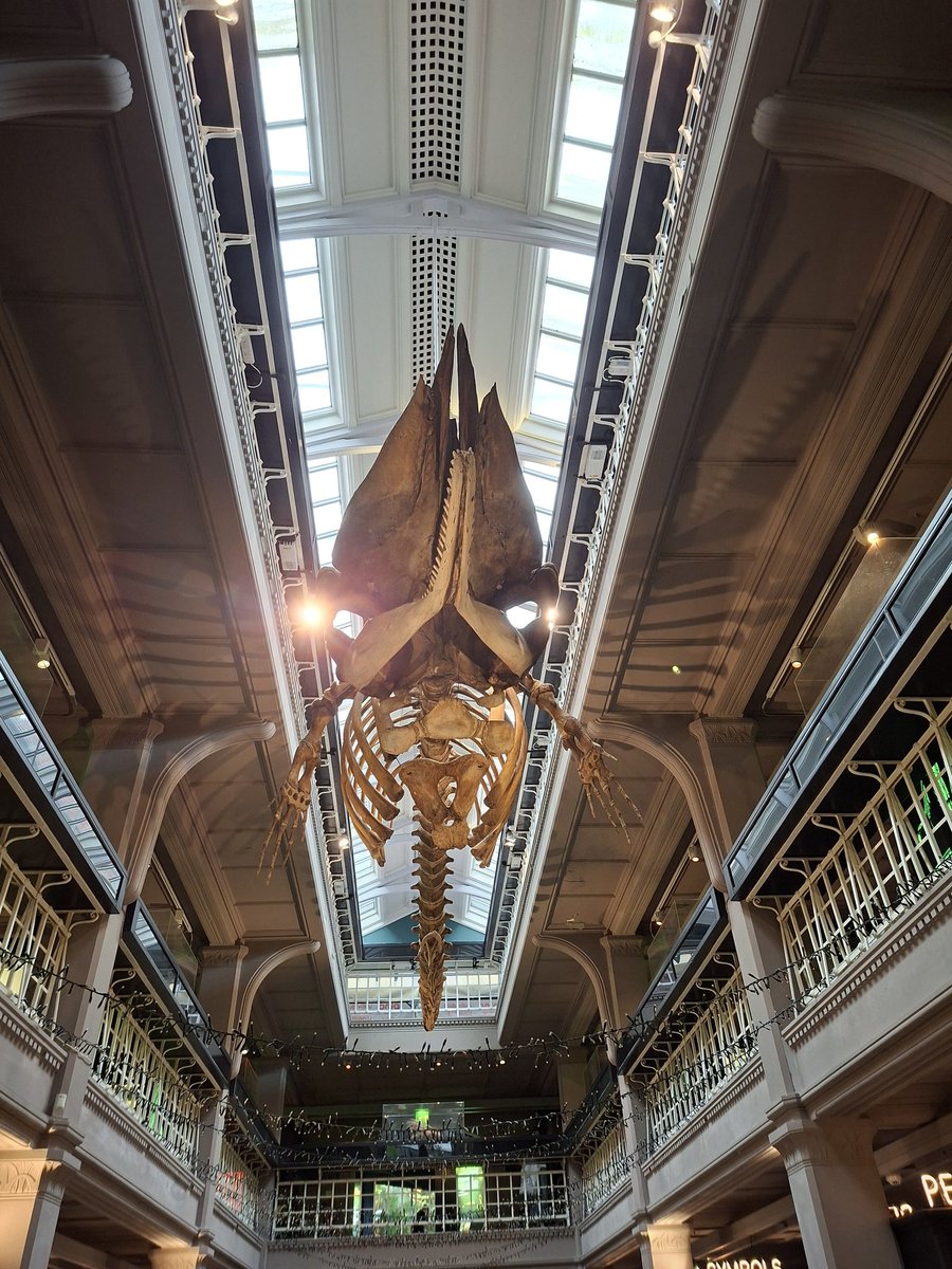 Large mammals at Manchester Museum.