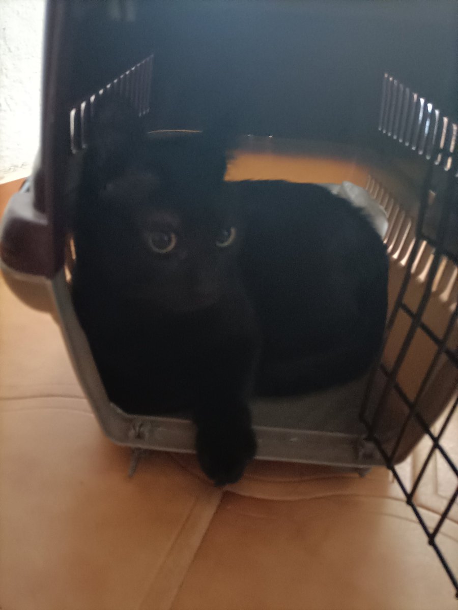 Mis miaus son los gatitos más buenos del mundo mundial🥰En lugar de temer ir al veterinario,les gusta ir.  Siempre que tienen que ir, solo tengo que sacar el transportín,abrirlo y ellos solos entran emocionados. Cuando llegan allí, en lugar de miedo le piden mimitos. Los amo❤️