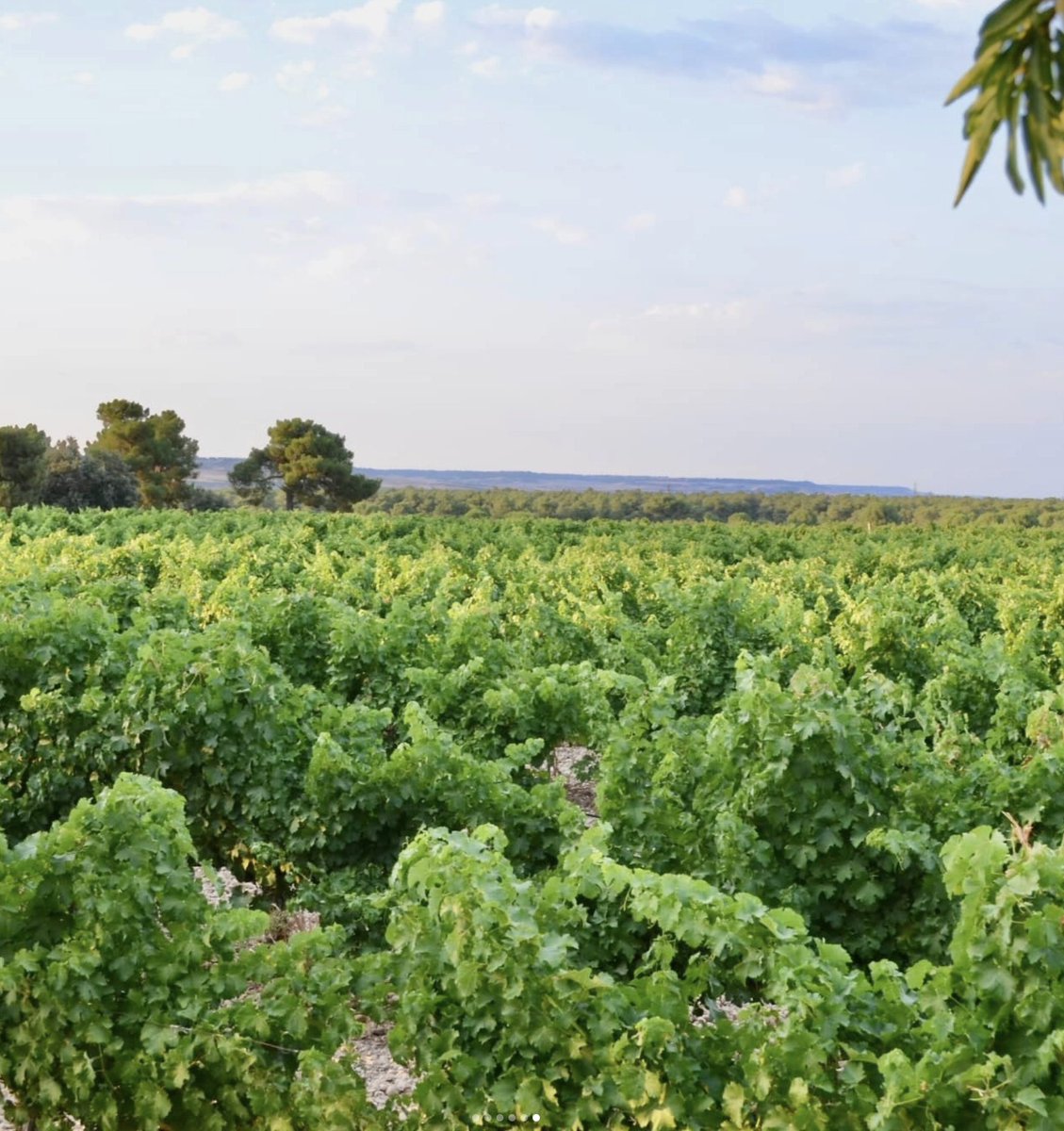 VinosSanz's tweet photo. ¡Todo marcha viento en popa en el viñedo! La vendimia ya asoma en el horizonte 🍇🚜 https://t.co/JO7bAPKGlr