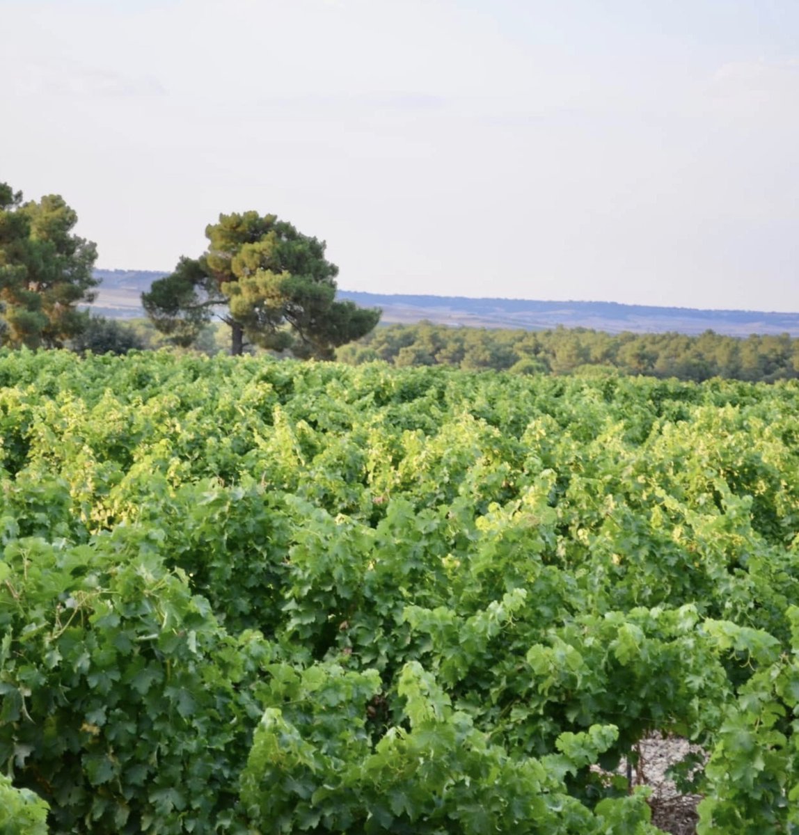 ¡Todo marcha viento en popa en el viñedo! La vendimia ya asoma en el horizonte 🍇🚜