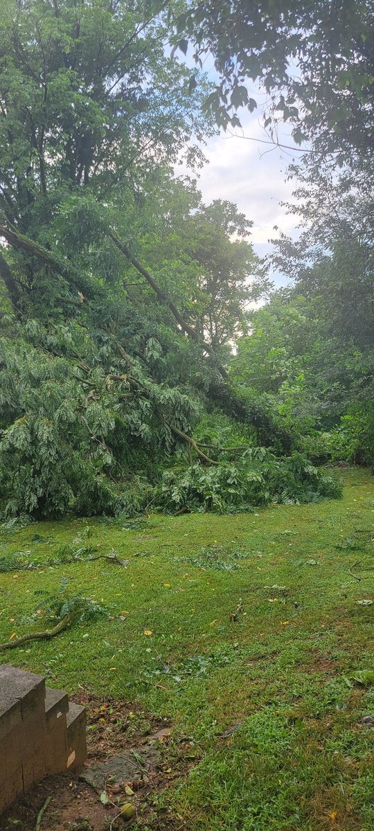 dat304chic's tweet photo. @TuckerFox5 @fox5dc The storms that swept through Charles Town, WV last night were frightening.  These trees are not my mothers,  but they surround her home. People who own rental properties &amp; land please maintain your trees to prevent trees falling. Luckily no damage was done. https://t.co/MnF9ammWv0
