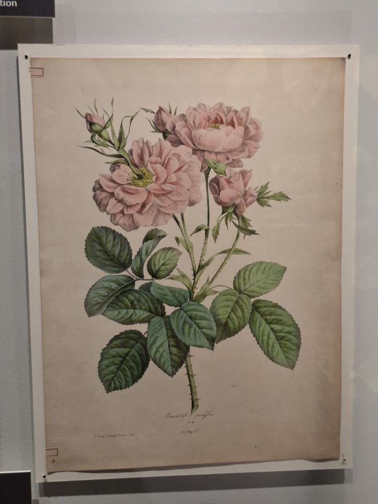 Biological drawings at Manchester Museum. Unbelievable level of detail.