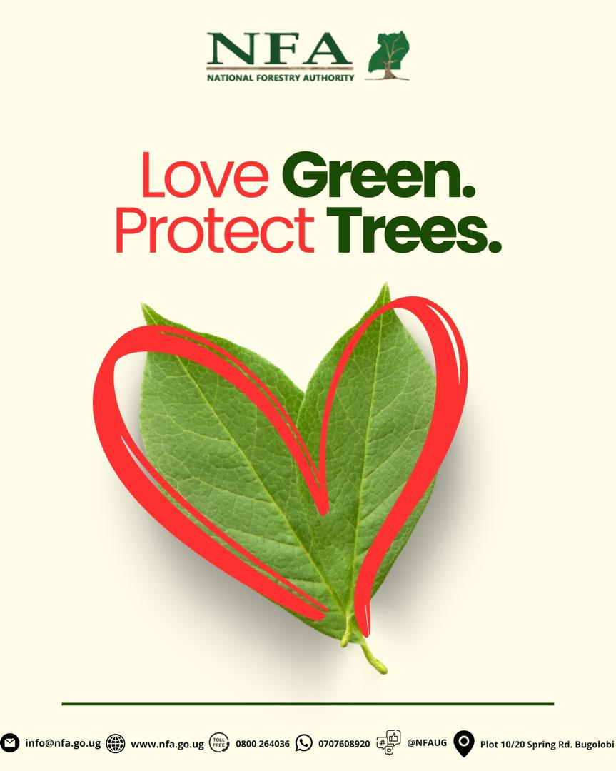 NFAUG's tweet image. Forests are more than just a collection of trees, they are living, breathing ecosystems that sustain life on Earth. Loving forests means valuing the air we breathe, the water we drink &amp;amp; the climate we depend on. Forests are home to over 80% species &amp;amp; support peoples&apos; livelihoods.