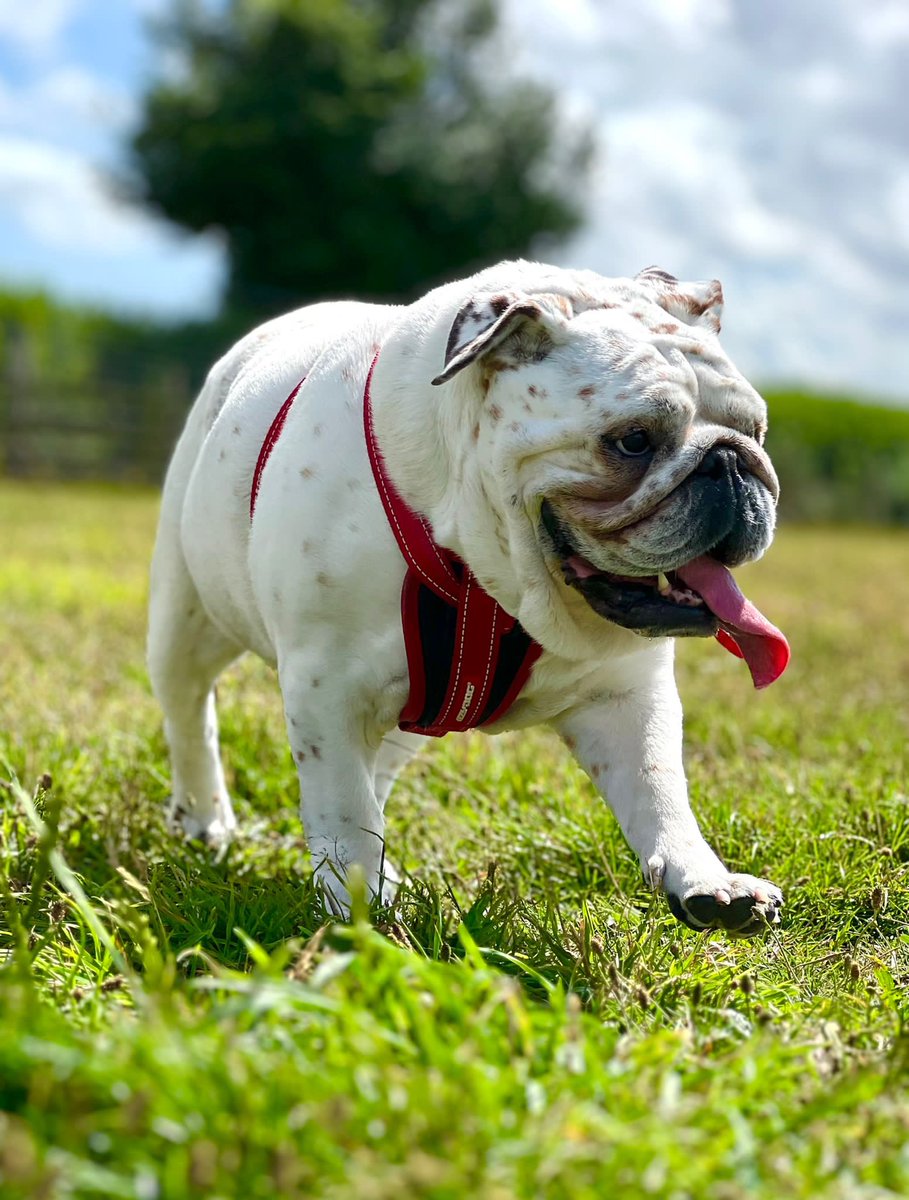 Guido & Angel Maggie Mae. tweet media