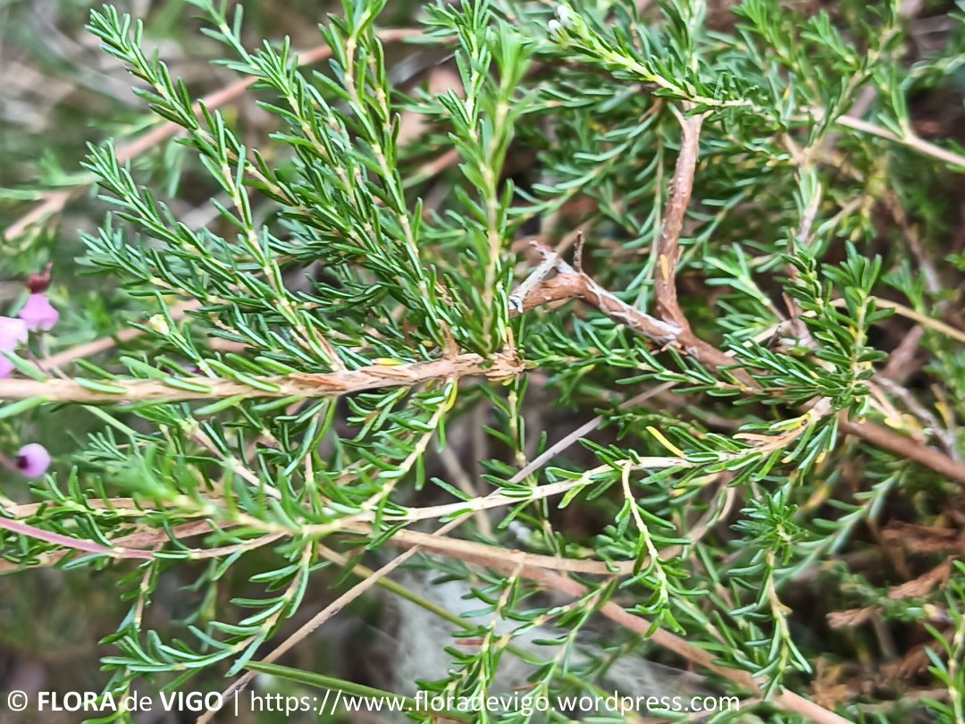 flora_vigo's tweet photo. Carroucha de umbela (Erica umbellata L.).
En #Vigo la localizaremos, por ejemplo, en brezales, matorrales o bosques aclarados del término municipal.
Respecto a su #floración en el municipio vigués, esta tiene lugar entre el invierno y el verano.
#Ericaceae #Galicia https://t.co/rwR6CUIJy5