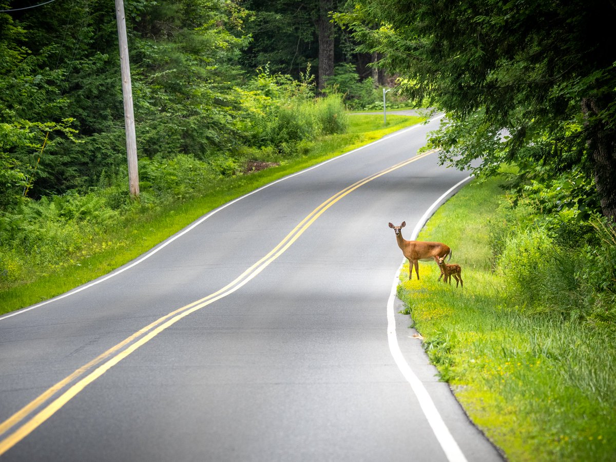 newenglandtake's tweet photo. Mom and fawn. #visitmaine #exploremaine #deer #nature #travel #omsystem https://t.co/HRXXjeYyed