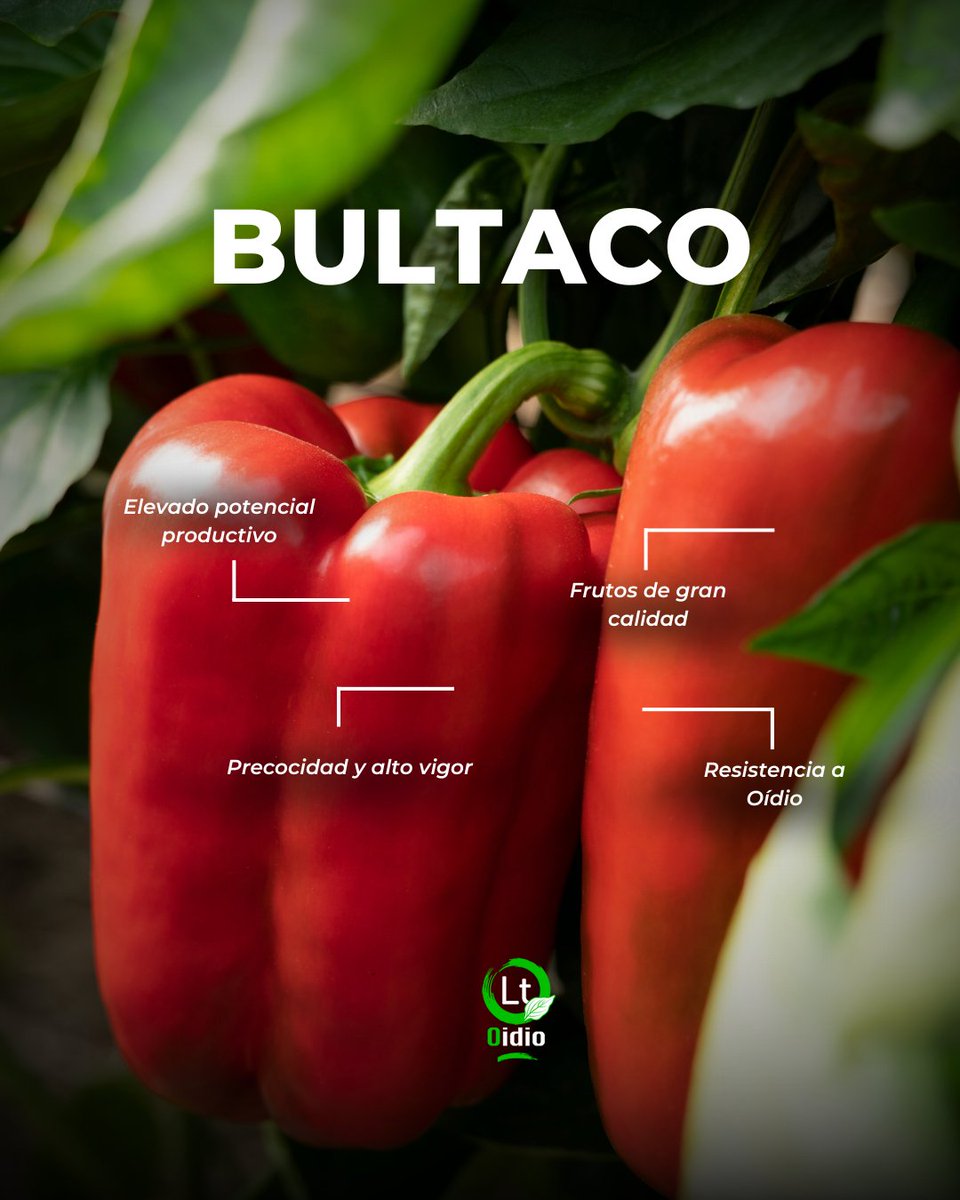 🫑 Bultaco es sinónimo de resistencia y confianza en tu cultivo de #pimiento lamuyo temprano.

✅ Resistencia a #oídio
✅ Alta productividad
✅ Frutos de calidad: forma, color y firmeza

🔗 Más info: loom.ly/-UXfQCM

#BayerSeminis #CultivaSeminis
