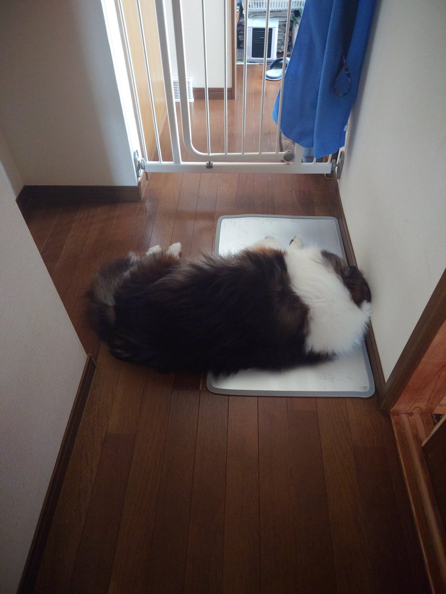 やっぱり道を塞いで寝るんだよね🤣
可愛いからいいけど、そこトイレの前だから少し避けてくれない？
#シェルティ
