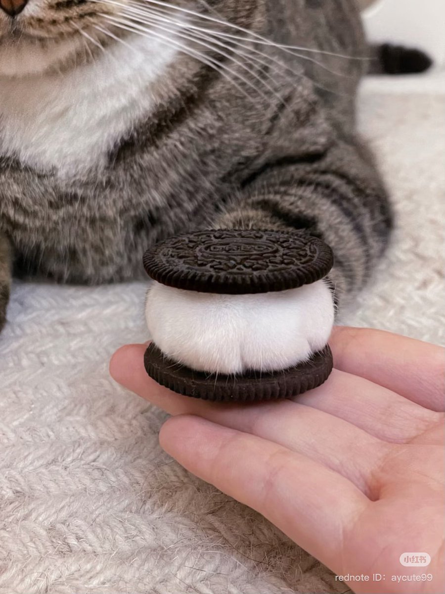 激かわ動物 tweet media