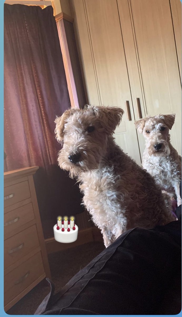 tinytedlake's tweet image. Pals the hoos forgot it’s mine and Toby’s 9th birthday today😳we can’t believe we’re that old ………🎉🥳🎂🎁🎈🎊