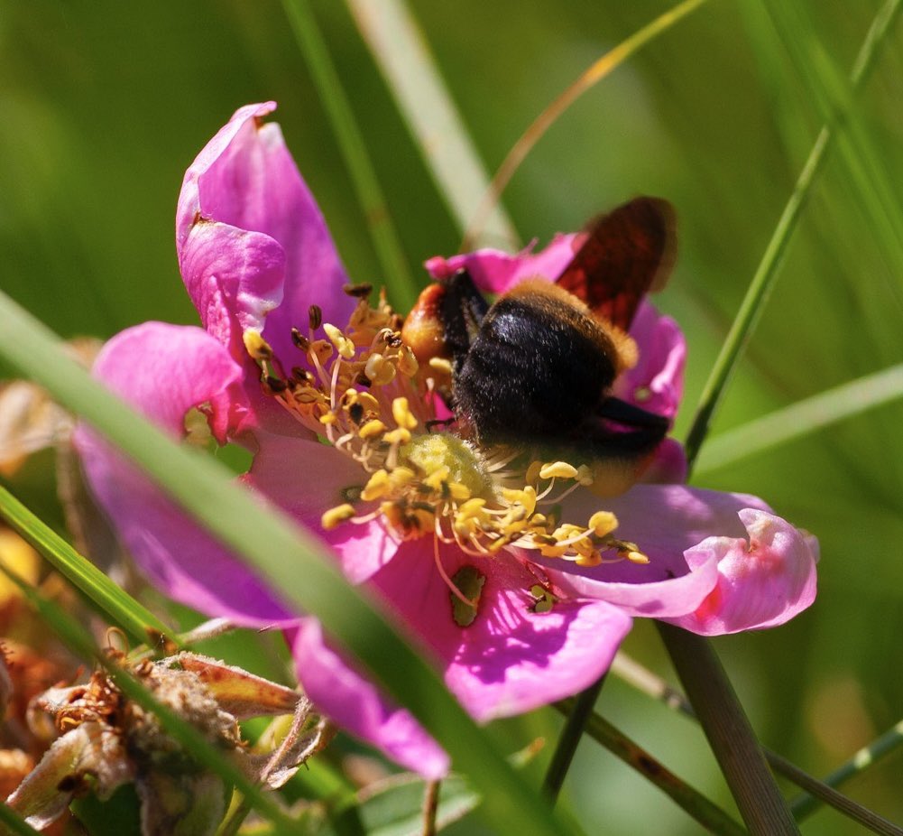 Today is about Bee Butts! A Brown-belted Bumblebee gives us a moon as it feverishly gathers pollen from a Wild Rose flower. If you look closely you can see its brown belt. #bees #pollinators #wildflowers #flowers #northdakota #prairie