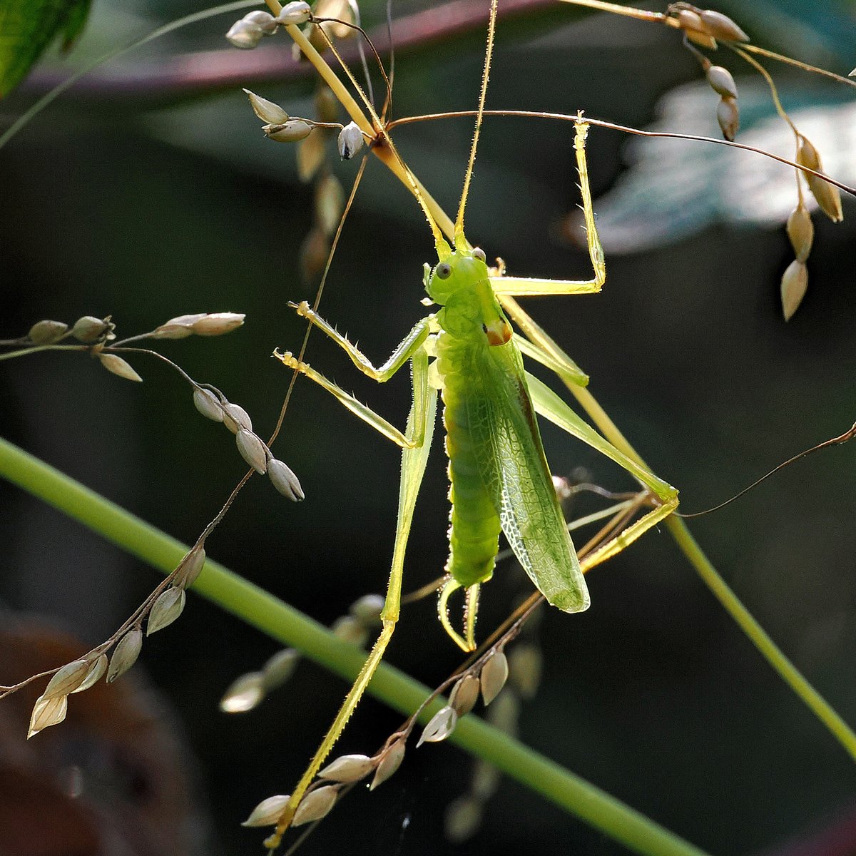 jwood_t's tweet image. It's Cricket season again with the daily exercise of catching adult Bush Crickets indoors and putting back in the garden. Mainly Oak Bush Crickets (Meconema thalassinum) like the one photo'd a couple of days ago but also one Dark Bush cricket so far.