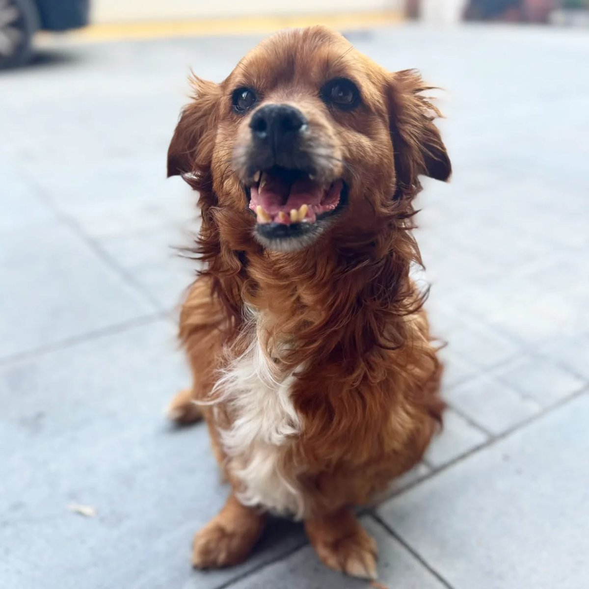 Solo #Barcelona y alrededores
#TITO tiene 10 años. No se sabe su historia, pero acabó en una  perrera de Ourense, donde tenía pocas posibilidades de salir con vida.

Se comporta perfectamente en una piso y es muy bueno, sociable con gatos y perros.

Contacto; solo WhatsApp 619 77