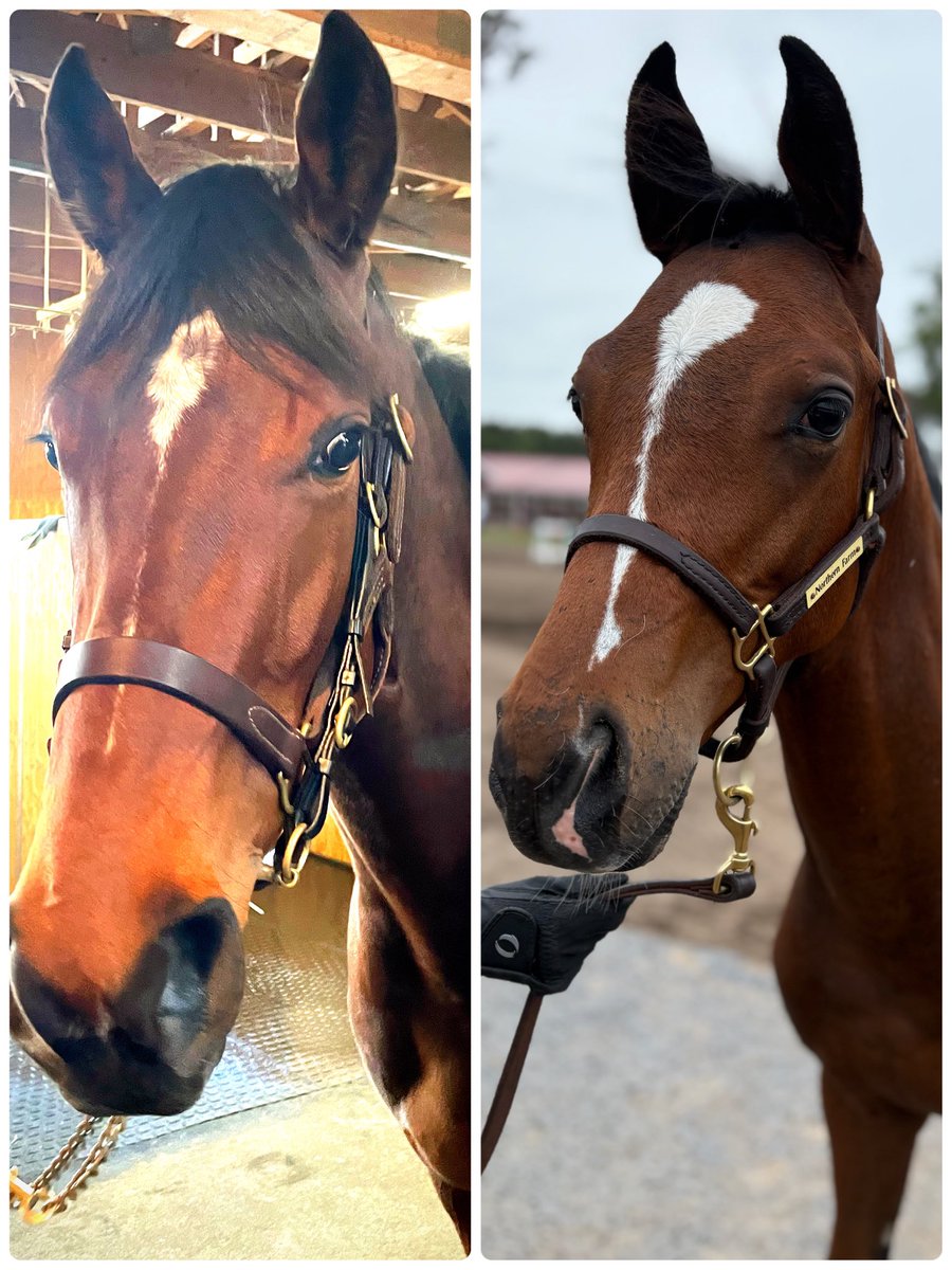 Levezza_Don's tweet image. liberty island
セレクトセール会場のノーザンホースパーク🐎で、お嬢のお墓はまだ建立されていません。
できる事なら、お嬢の遺骨に手を合わせさせていただきたかったのですが…残念ながらそれは叶いませんでした。…