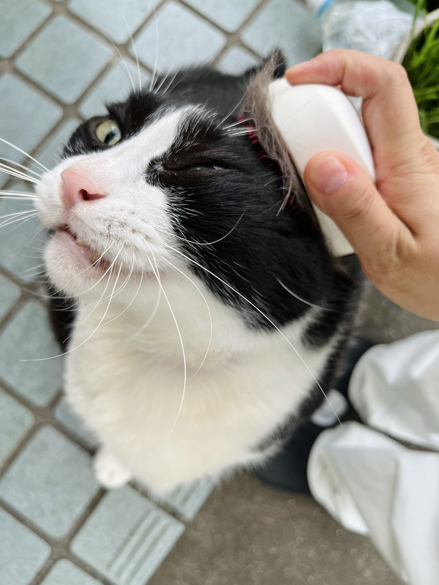 CatforLight's tweet image. 今日もお留守番ありがと!
中古で買ったリファのハートブラシ🤍
足先までブラッシングできて中年の血行促進にすごく良さそう、たいへんお気に入りです。ケツばかりですみません!