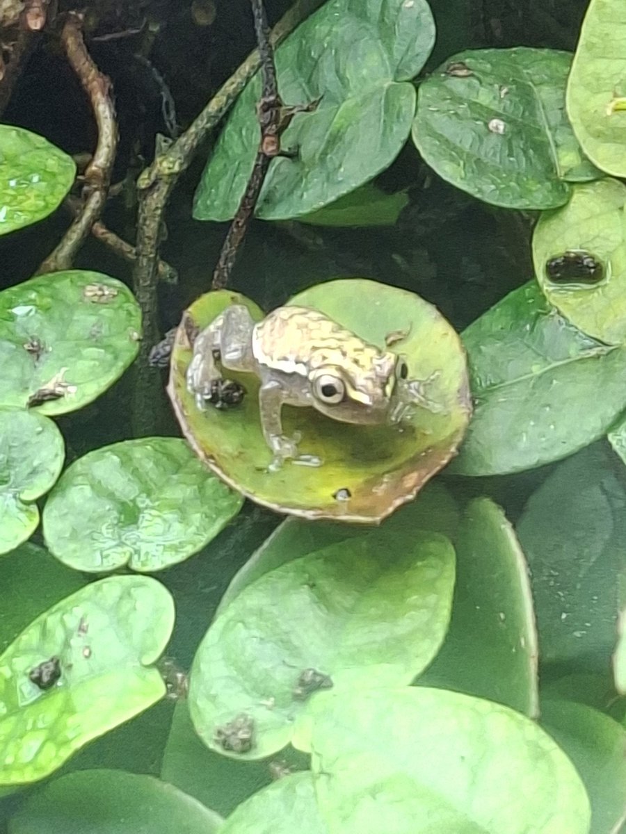 Tiny frogs in the vivarium at Manchester Museum.