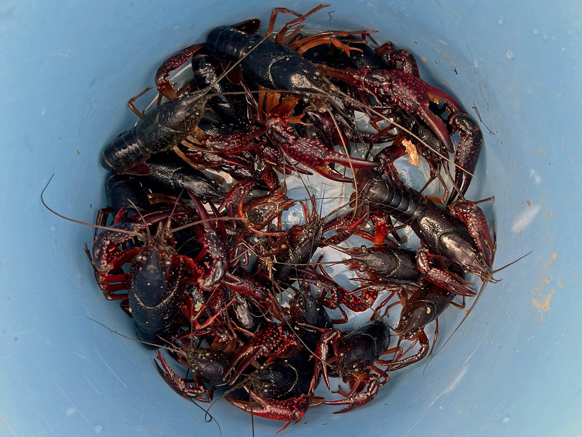 Marinepia_PR's tweet image. 淡水生物の採集調査時に捕獲されたアメリカザリガニです。多くの場所で捕れますが、採集した生物が傷つけられたり、網が破られたりで厄介です。アメリカザリガニは、2023年から外来生物法に基づき条件付特定外来生物となっていて、輸入、販売、購入、頒布、野外への放出などが禁止されています。