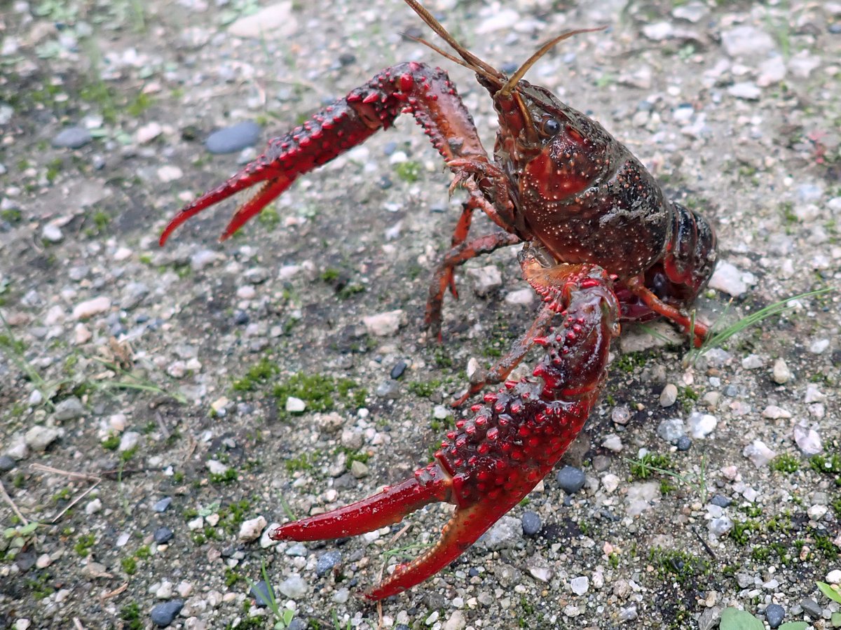 Marinepia_PR's tweet image. 淡水生物の採集調査時に捕獲されたアメリカザリガニです。多くの場所で捕れますが、採集した生物が傷つけられたり、網が破られたりで厄介です。アメリカザリガニは、2023年から外来生物法に基づき条件付特定外来生物となっていて、輸入、販売、購入、頒布、野外への放出などが禁止されています。