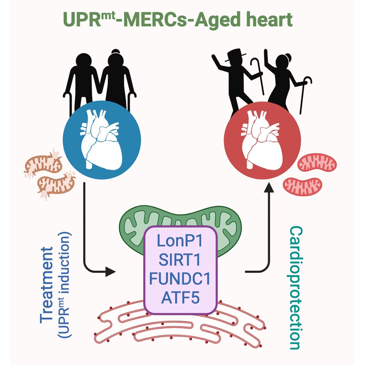 JCA_Journal's tweet image. 🧬📷Title: A look at MERCs as UPRmt regulatory hubs in age-associated heart diseases
Read: oaepublish.com/articles/jca.2…
#HeartHealth #MERCs #UPRmt #AgingResearch