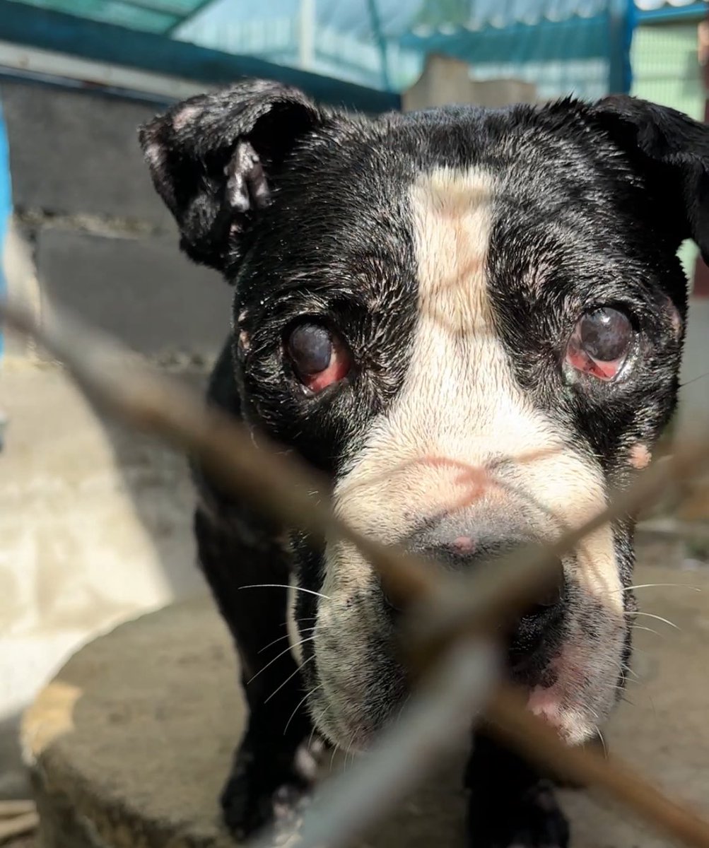 We found him living in his own 💩 in a tiny area. Ignore and forgotten. 

This gentle soul is now safe with us. 

After just 6 hours the hope is back in his eyes… (1/7) 🧵