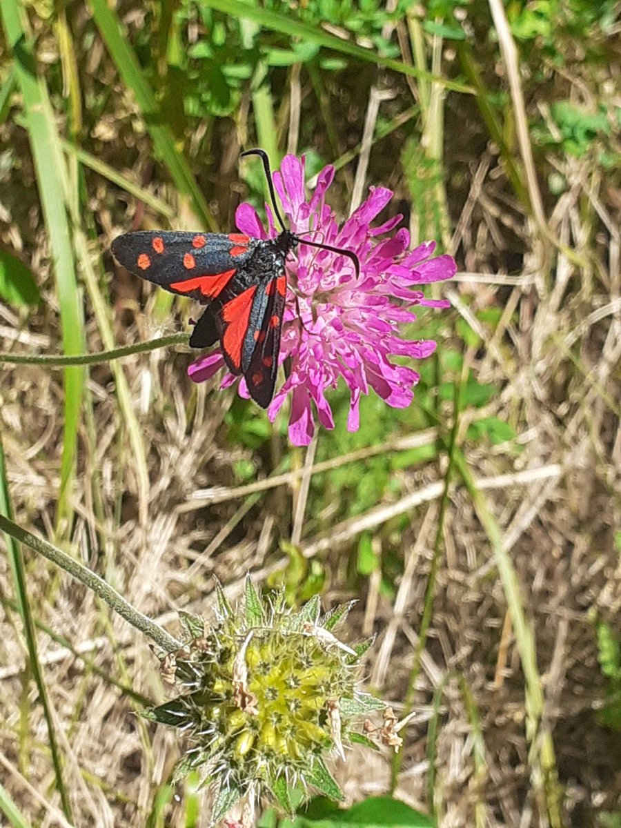 pelargonium06's tweet photo. Balade dans la vallée de la Pia à Tende 😉
#ILoveNICE #CotedAzurFrance 
@VisitCotedazur @ICotedazur https://t.co/GLhfD12Gsl